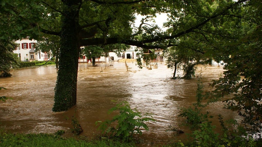 A brown river in spate spreading across a green riverside and up to the walls of white buildings, seen through the branches of a large tree.