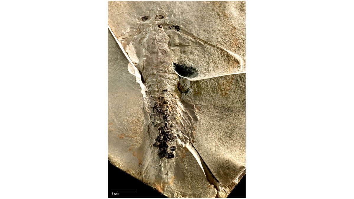 A segmented fossil arthropod preserved on a pale rock slab, with a one-centimetre scale bar