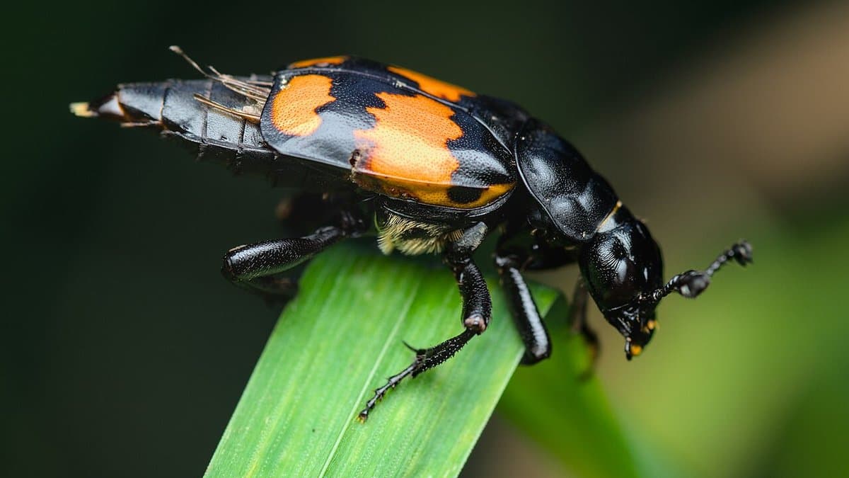 A black burying beetle with two broad orange bands across its wing cases, perched on a green blade of grass.