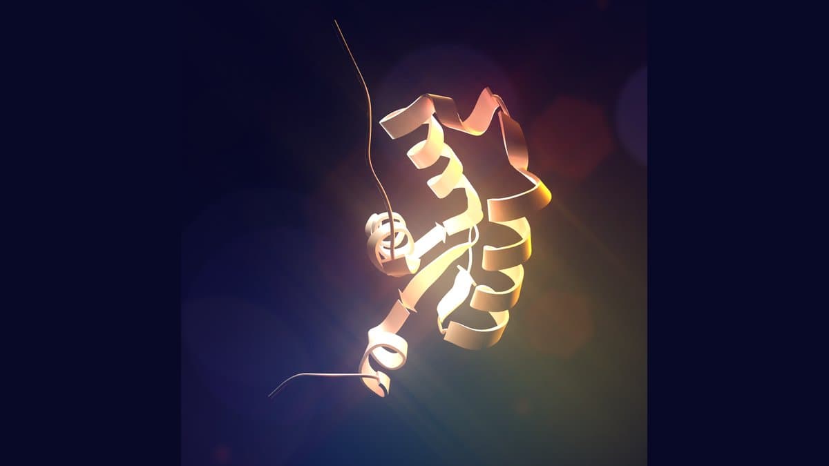 A molecular structure rendering of the FOXP1 protein