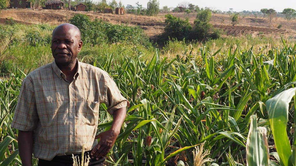 A farmer standing among tall maize plants in a smallholder field in Malawi.
