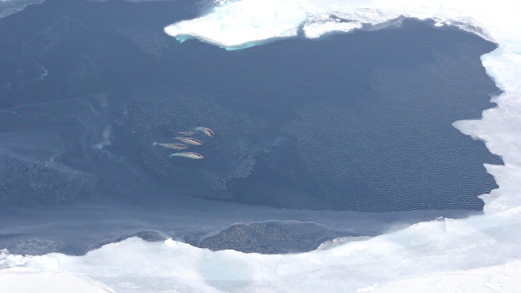 Aerial view of a pod of narwhals surfacing in a dark opening in the Arctic sea ice, their mottled grey backs visible against the water.