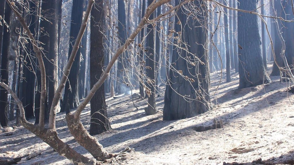 A severely burned conifer forest on a slope, the blackened trunks standing over a hillside covered in pale grey ash.