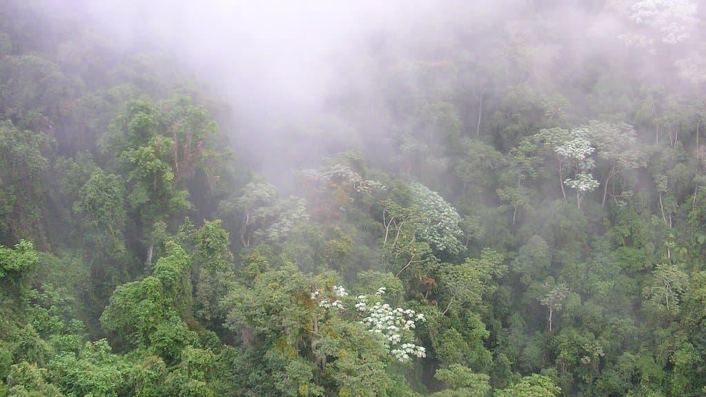 Aerial view of a dense green tropical forest canopy on a steep hillside, partly veiled by drifting fog.