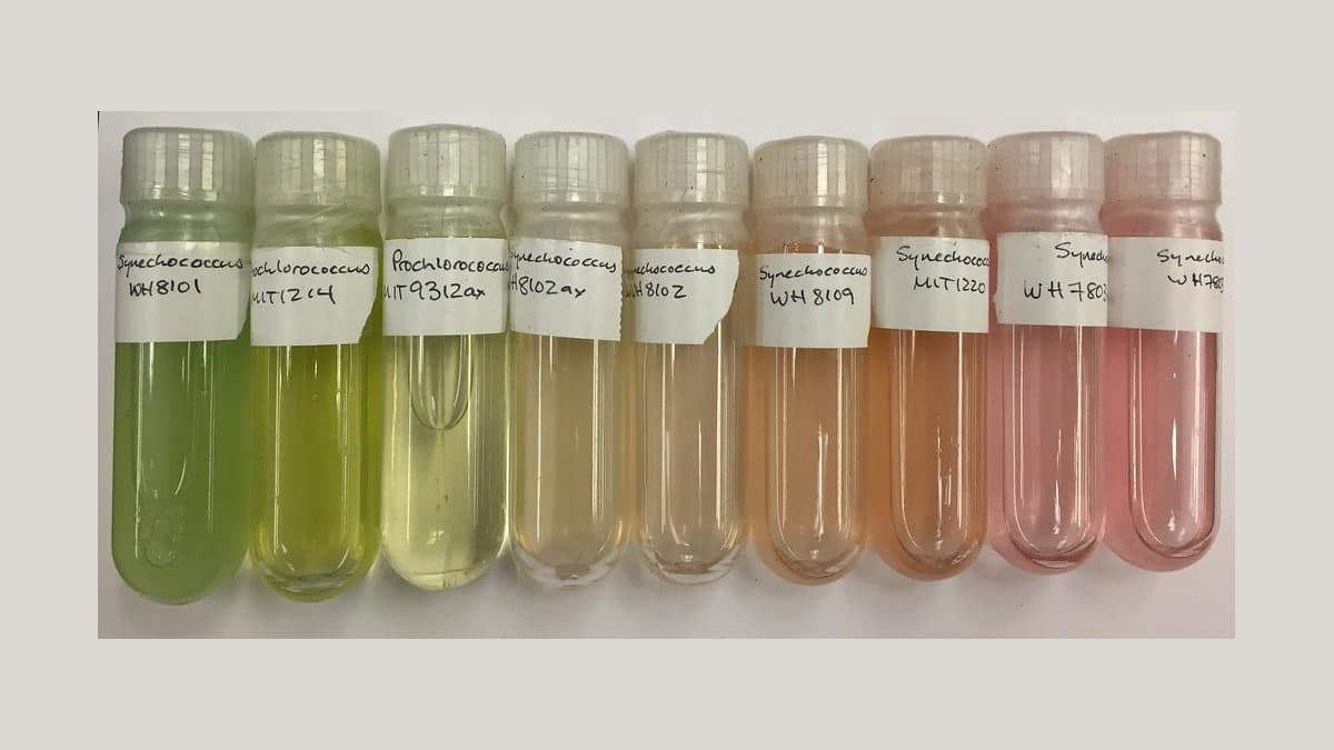 A row of nine labelled laboratory culture tubes holding marine cyanobacteria, their contents shading from bright green through pale yellow to pink.