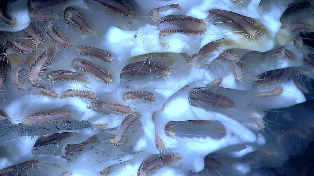 Dozens of pale, bristled methane ice worms burrowed across a lumpy white slab of methane hydrate exposed on the dark seafloor