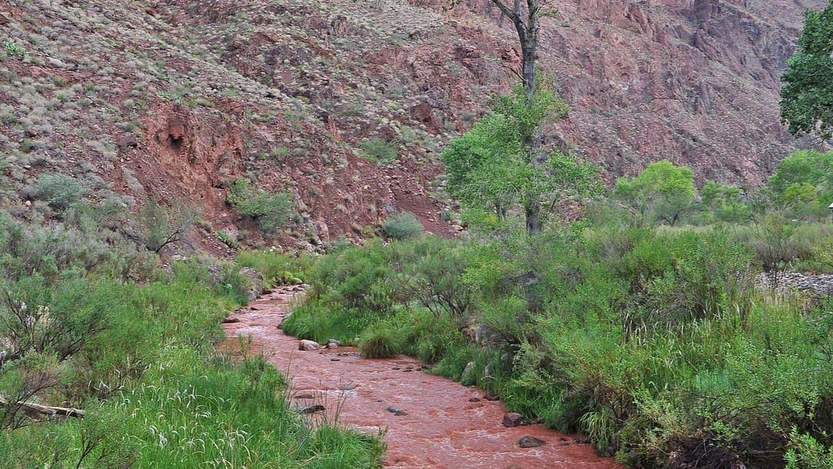 Bright Angel Creek running thick with red-brown sediment through the inner Grand Canyon, hemmed by green streamside vegetation below steep rock walls.