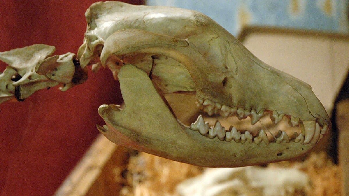 Side view of a thylacine skull with its jaws wide open, showing a long slender snout, a flared canine region and rows of sharp teeth, mounted in a museum display.