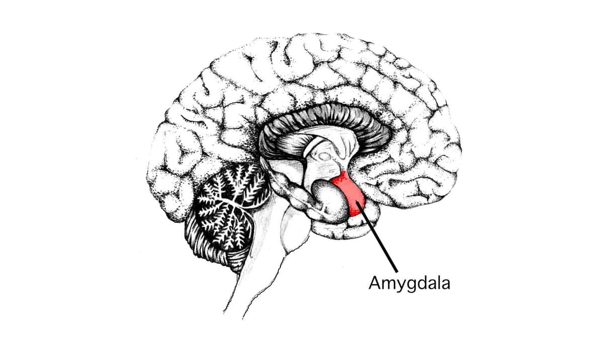 Line-drawing cross-section of a human brain seen from the side, with the almond-shaped amygdala shaded red deep in the temporal lobe and labelled.