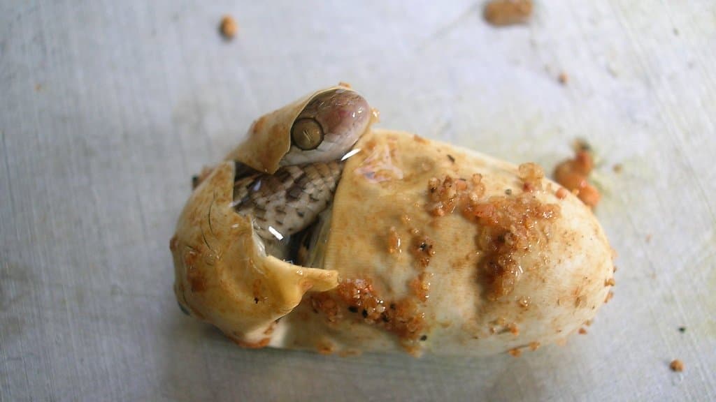 A young snake pushes its head and part of its body out through a slit in the leathery shell of its egg, the rest of the body still coiled inside.