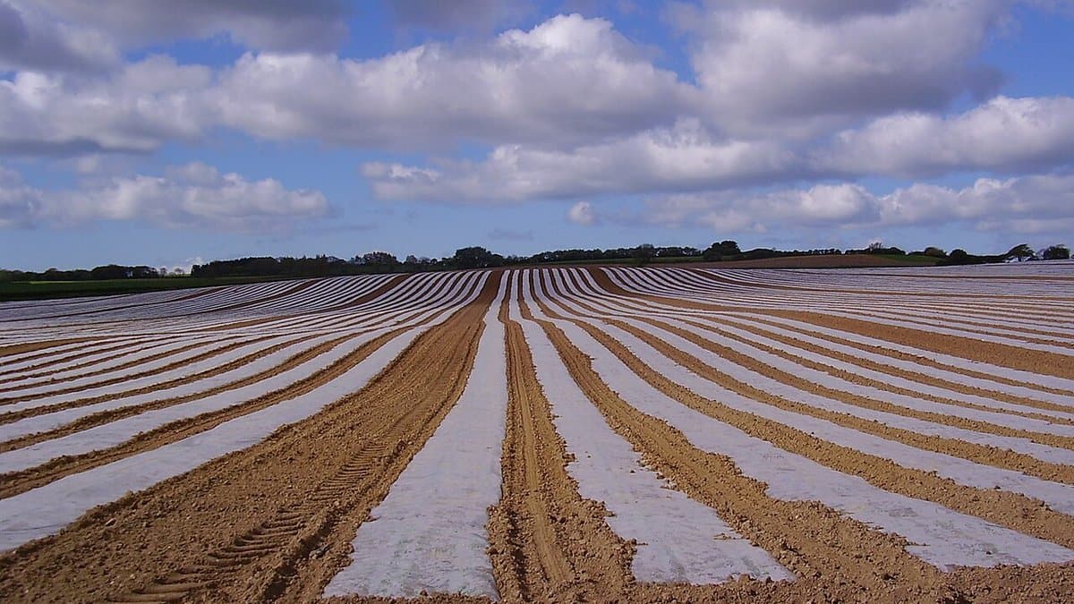 Rows of white polyethylene mulch film laid over bare brown soil across a ploughed farm field, running to a distant treeline under a cloudy sky.