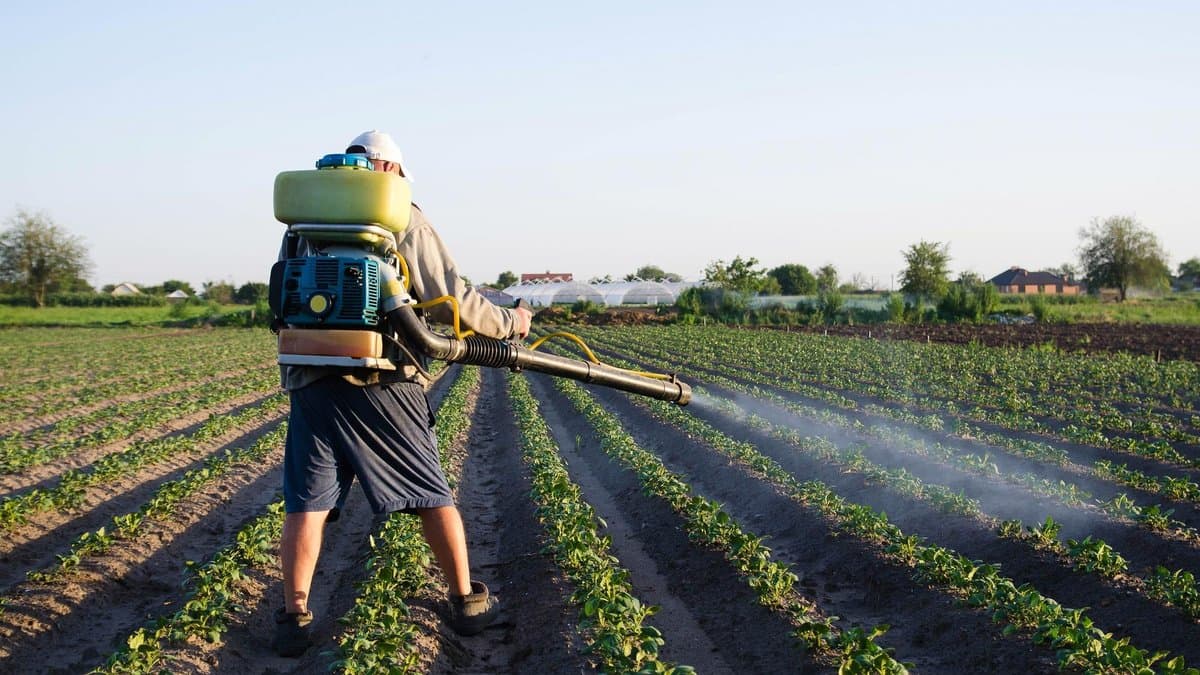 A farmer seen from behind walks between crop rows carrying a backpack mist sprayer, sending a fine spray across a green potato field.