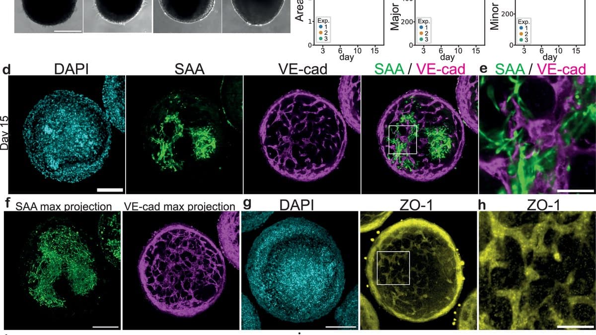 Light-sheet microscopy panels of a day-15 bovine cell aggregate: green muscle fibres and a magenta network of vessel-lining cells running through the sphere, plus a yellow tight-junction stain.