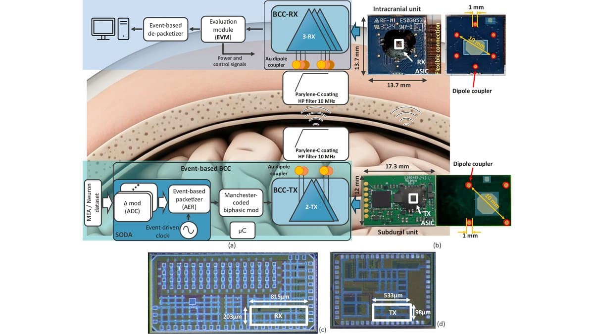 Multi-panel scientific figure: block diagrams of a subdural transmitter and an intracranial receiver unit, photographs of the two small circuit boards with gold dipole couplers labelled 17.3 mm and 13.7 mm, and micrographs of the fabricated receiver and transmitter chips with dimensions marked in micrometres.