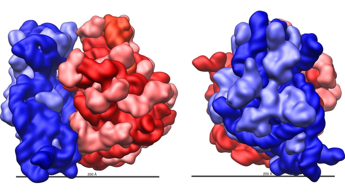 Two computer-generated surface models of a bacterial 70S ribosome, the small subunit in blue and the large subunit in red, shown from the front and from the side, with a 200-angstrom scale bar.