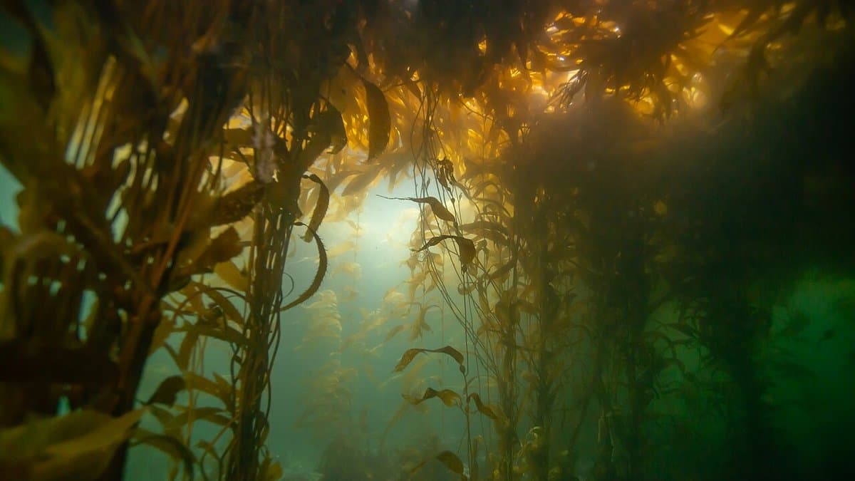 Sunlight filtering down through the tall fronds of a dense underwater giant kelp forest.