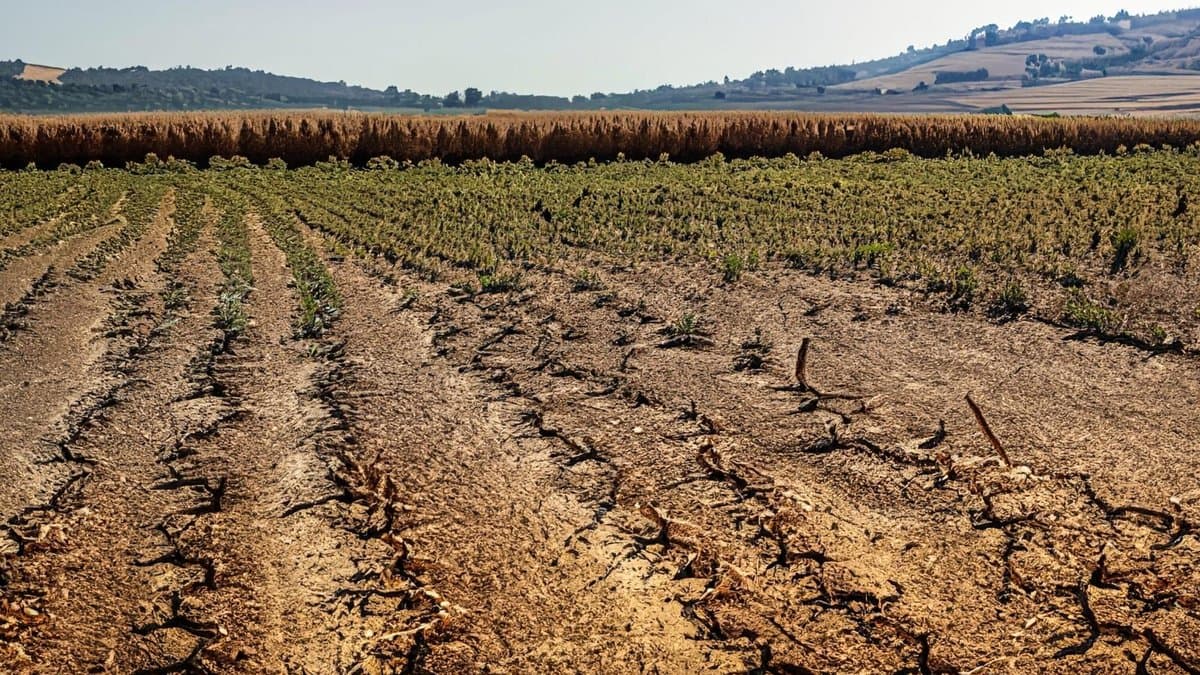 Cracked, parched bare soil in the foreground of a farm field, with rows of stunted, drought-stressed crops and dry hills behind
