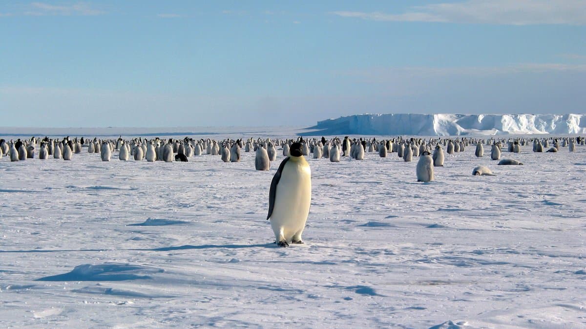 A colony of emperor penguins spread across flat Antarctic sea ice, one adult standing in the foreground, with the cliff edge of an ice shelf on the horizon.
