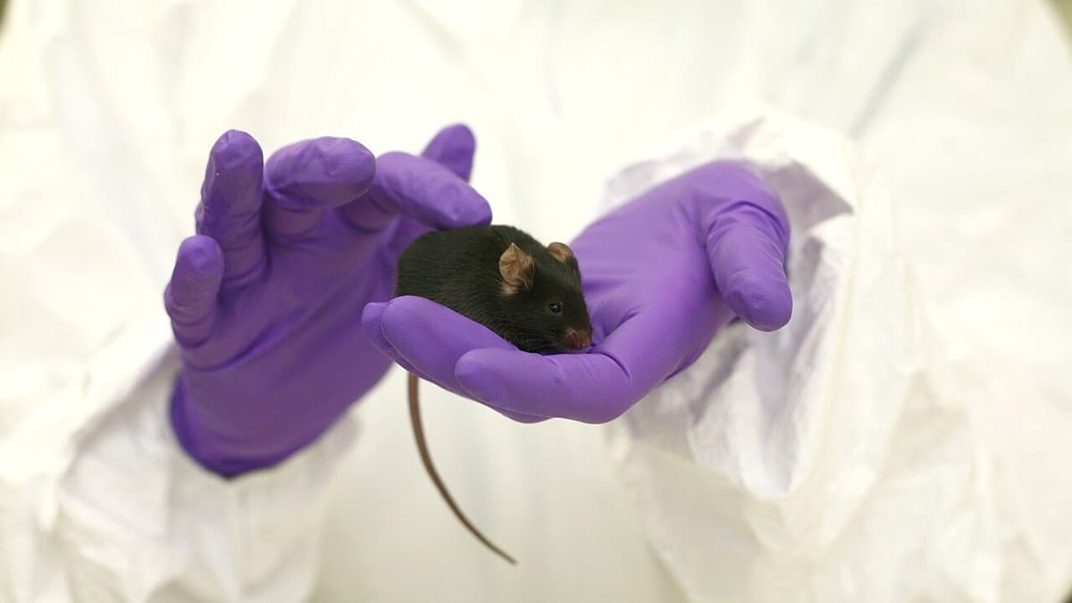 A small black laboratory mouse sitting on the purple-gloved hand of a researcher wearing a white coverall.