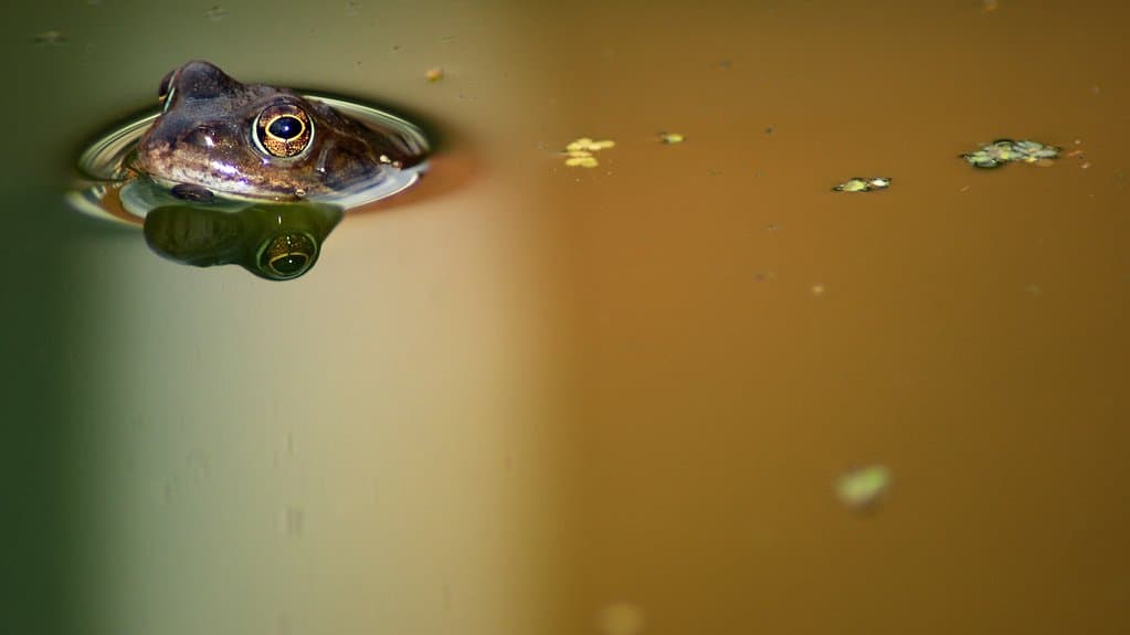 A frog's head breaks the still surface of a murky pond, its body submerged below, with duckweed floating nearby.