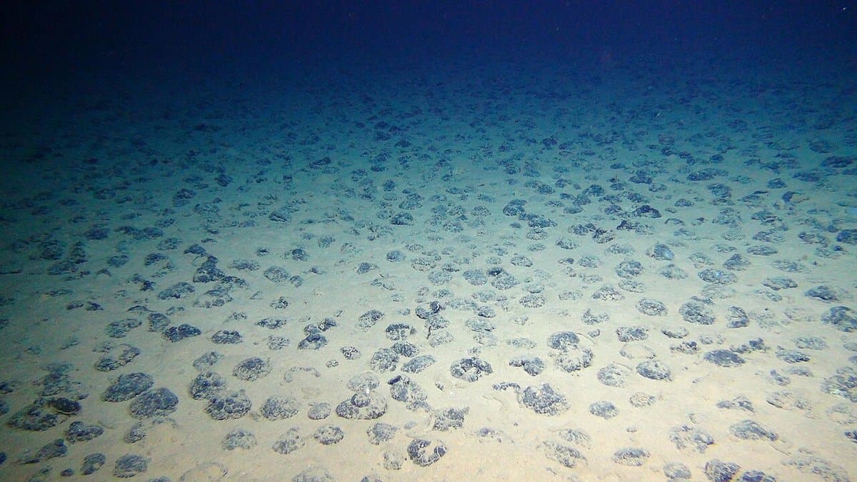 Dense field of dark, potato-sized polymetallic nodules scattered across pale sediment on the deep-ocean floor, lit by a remotely operated vehicle in dark blue water.