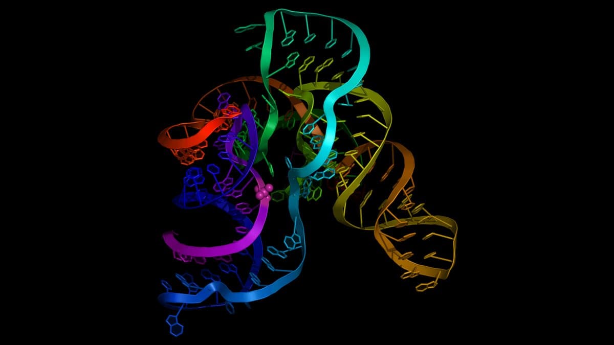Ribbon model of a folded class I ligase ribozyme, an RNA molecule, coloured from blue to red along the chain, showing helical stems with stacked base pairs against a black background.