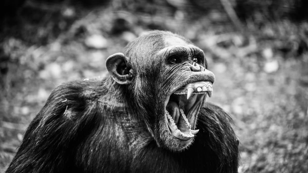 Black-and-white close-up of a chimpanzee with its mouth wide open, teeth showing, in scrubby vegetation.
