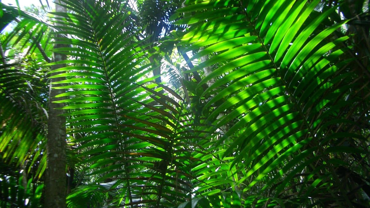 Sunlit green palm fronds and broad leaves filling the canopy of a tropical rainforest in El Yunque, Puerto Rico