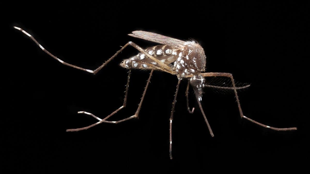 A female Aedes aegypti mosquito in right lateral view against a black background, showing white-banded legs and silvery-white scale markings on the thorax and abdomen.