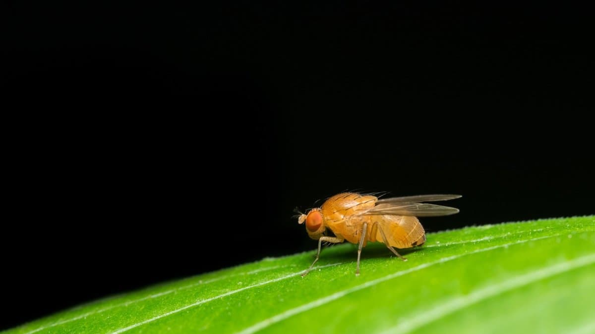 Macro photograph of a small tan fruit fly with bright red eyes standing on the edge of a green leaf against a black background.