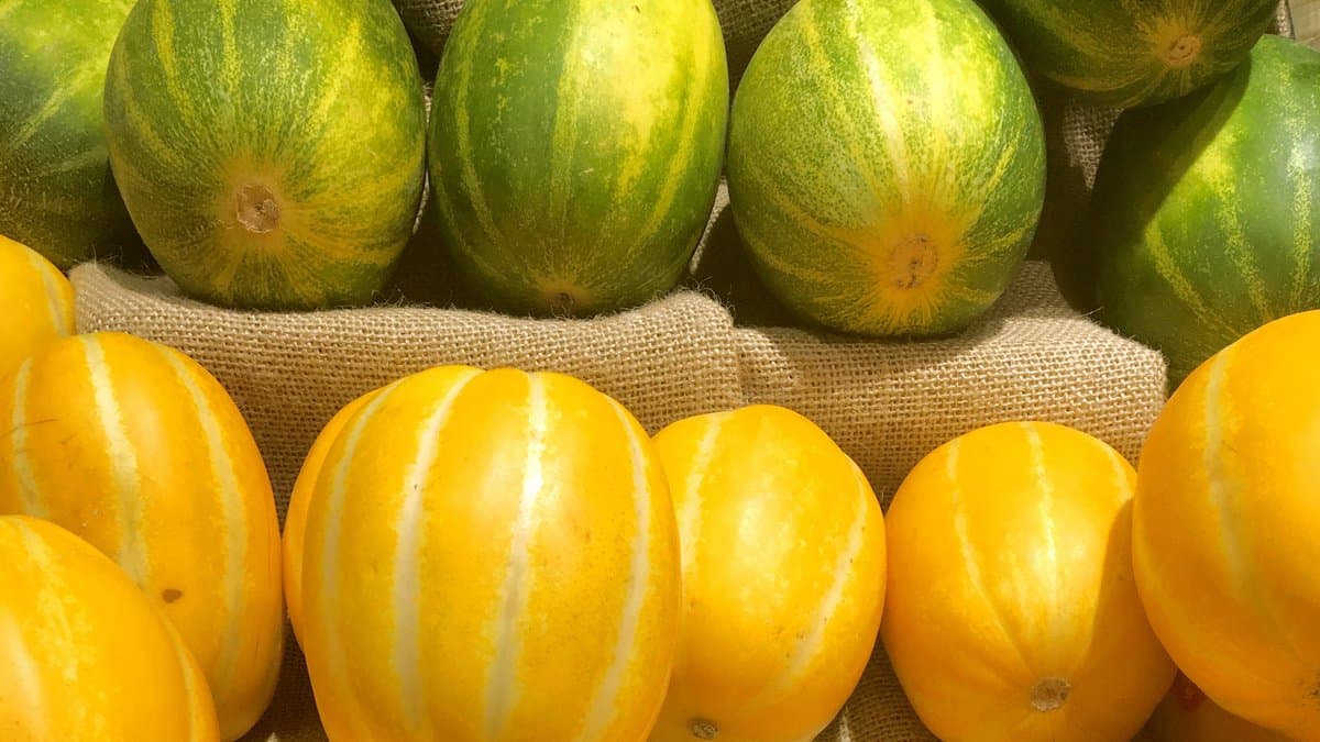 Ribbed yellow Korean chamoe melons stacked on burlap, with green-striped melons of the same thin-skinned East Asian type in the row above
