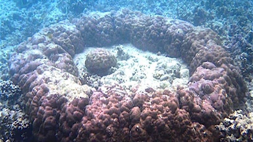 Underwater photograph of a ring-shaped coral microatoll: a raised rim of living brown coral surrounding a flat, pale dead centre on a shallow reef.
