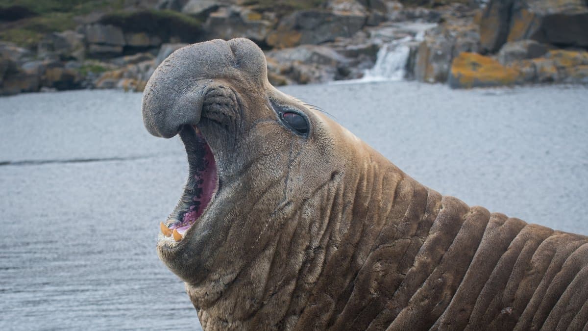 A male southern elephant seal rears up with its mouth open on a rocky shore beside water in the Kerguelen Islands