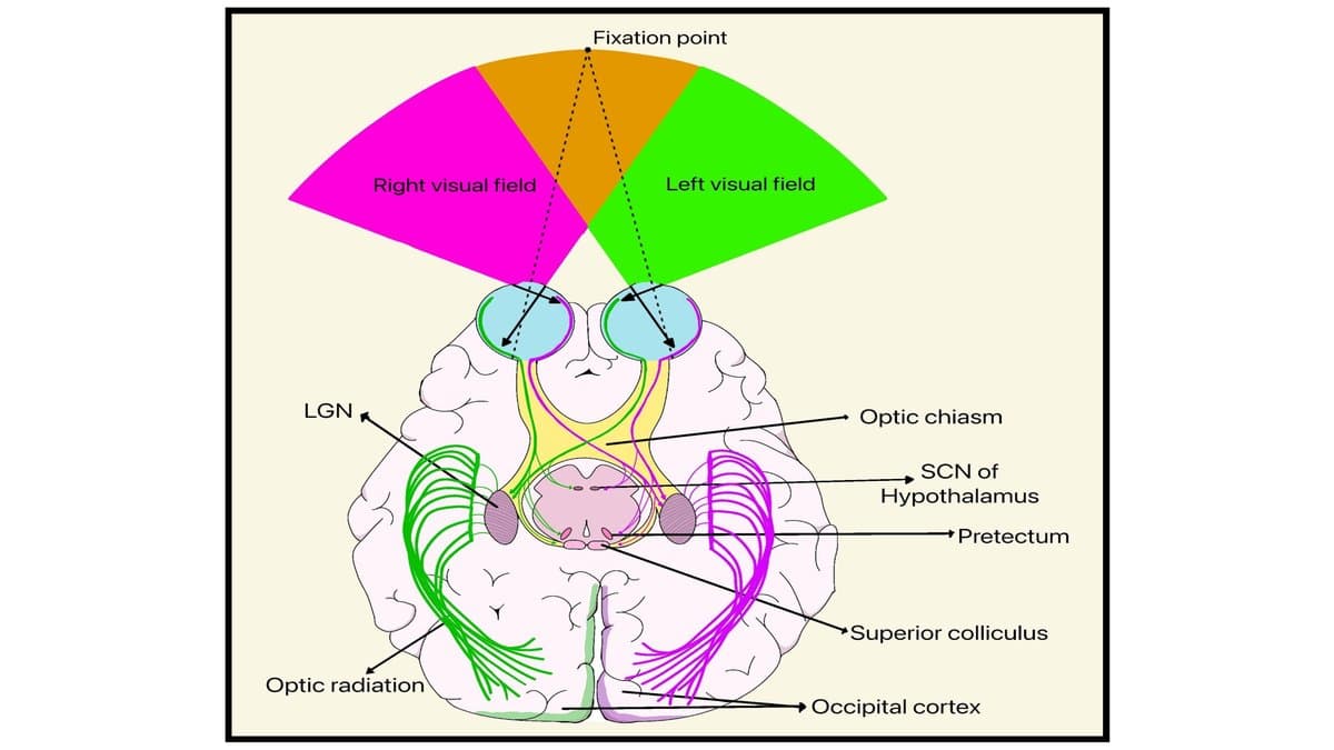 Anatomical diagram of the human visual pathway: colored left and right visual fields fan out from a fixation point, pass through the eyes and optic chiasm to the lateral geniculate nucleus, then along the optic radiation to the occipital cortex.