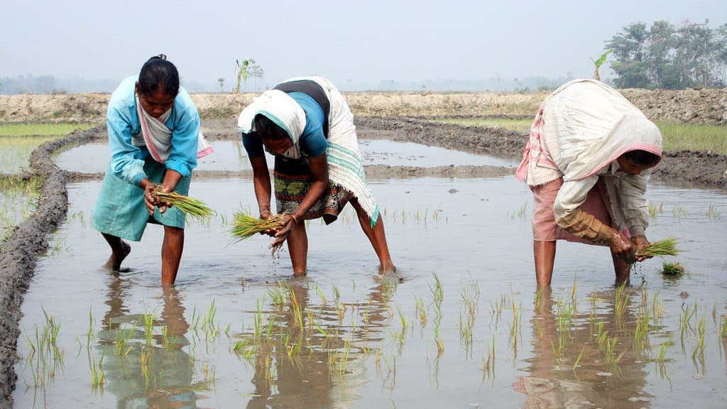 Three farm workers bend over a flooded rice paddy in India, pressing green seedlings into the shallow water, with rows of young rice already standing in the field.
