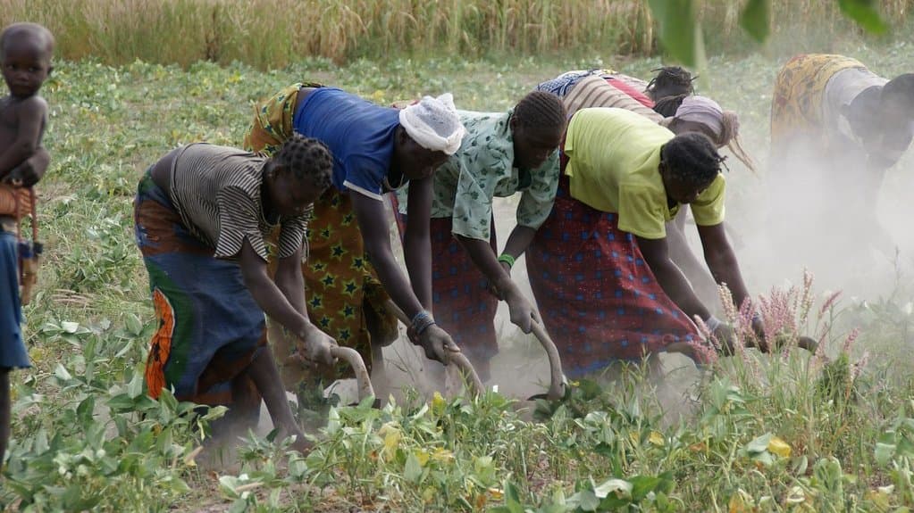 Farmers bent over hoes working dusty ground by hand, dust rising around them, with a green field of standing crops behind