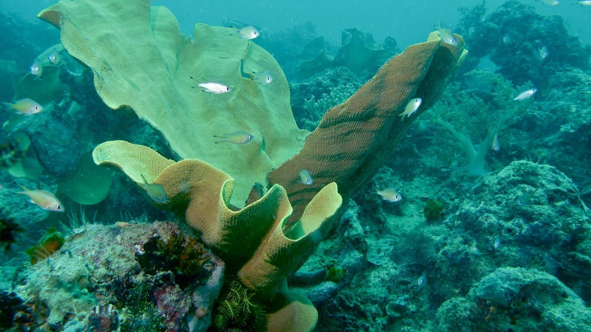 A large pale-green elephant ear sponge, Ianthella basta, fanning up from a coral reef with small silver fish swimming around it in blue-green water.