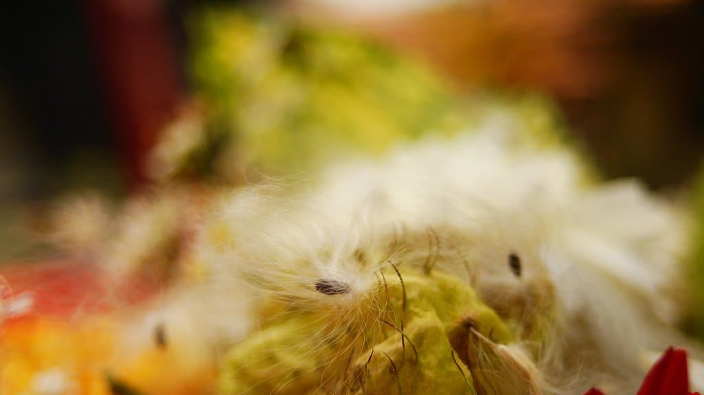 A mass of raw white cotton fibres