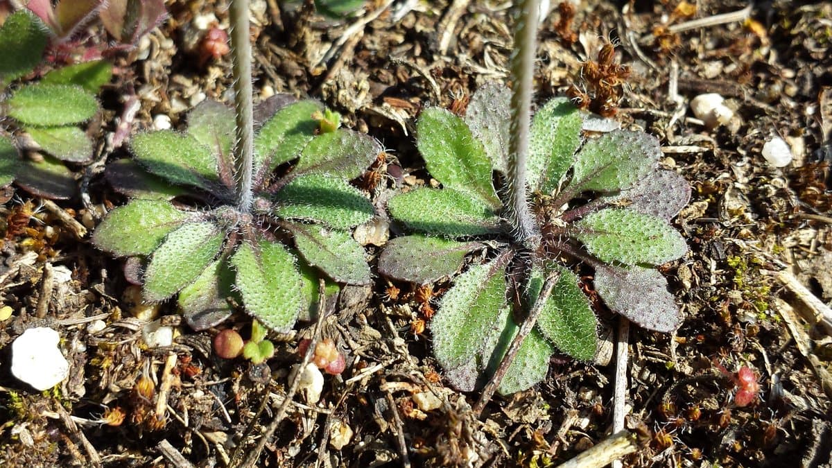 Flowering Arabidopsis thaliana (thale cress), the small model plant used in the study