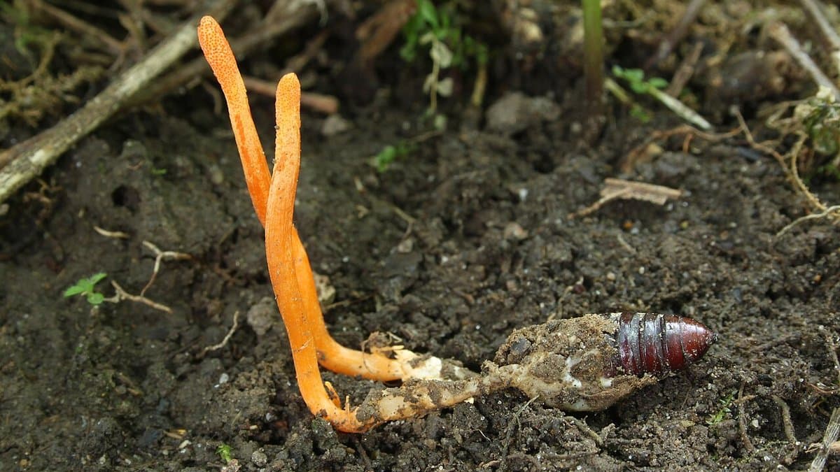 Two slender orange fruiting bodies of Cordyceps militaris rising from bare soil, still attached to the insect pupa the fungus grew through.