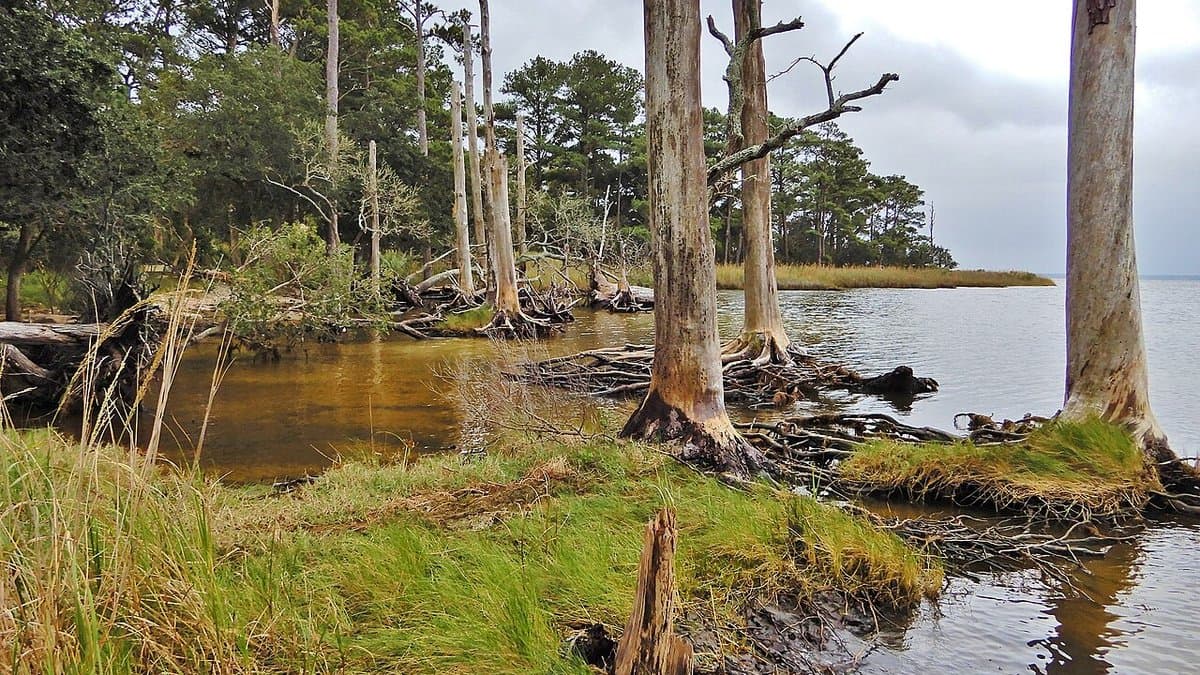 Bare, silver-grey dead tree trunks standing in shallow brackish water along a wooded shoreline, with marsh grass spreading over the flooded ground and a few living pines behind, under an overcast sky.