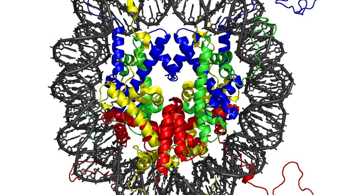 Molecular model of a nucleosome: a dark grey DNA double helix coiled around a central core of blue, green, yellow and red histone protein spirals, with loose protein tails trailing off, on a white background.