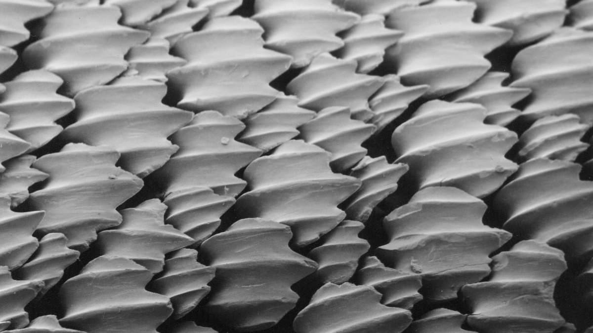Scanning electron micrograph of lemon shark skin: dense rows of overlapping tooth-like dermal denticles, each crossed by fine parallel ridges.
