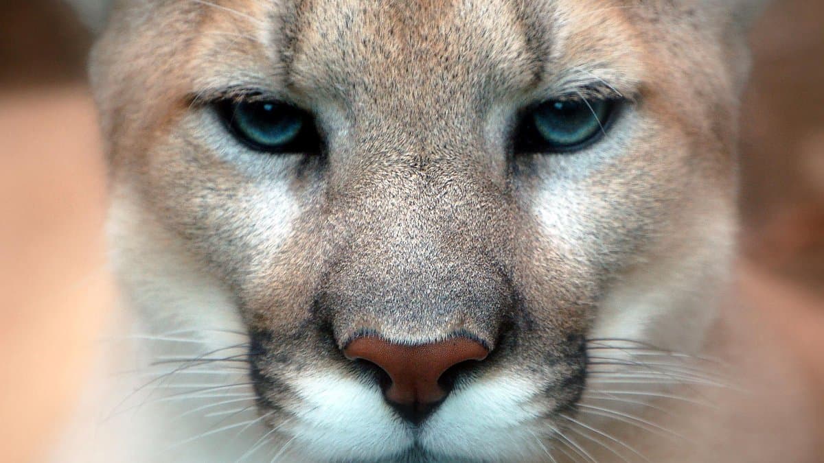 Close-up of a cougar's face filling the frame, with tawny fur, pale muzzle and blue-grey eyes looking straight at the camera.