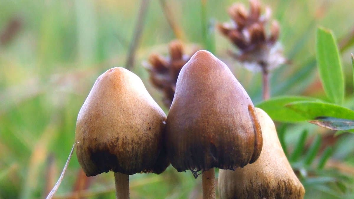 Three Psilocybe semilanceata (liberty cap) mushrooms with conical brown caps growing among grass and clover.
