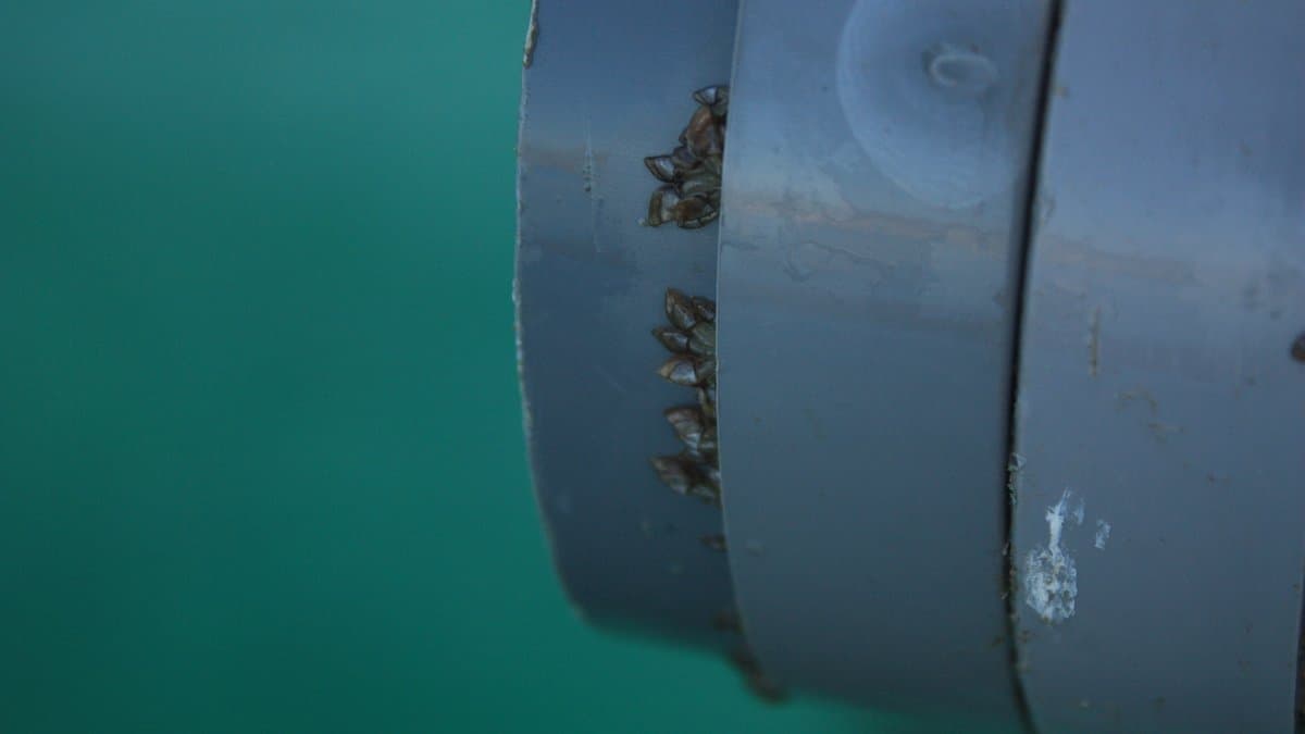 Small gooseneck barnacles growing in a groove on a grey plastic buoy suspended in green seawater