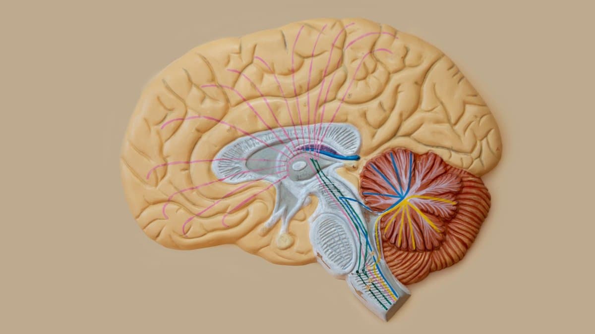 Mid-sagittal anatomical teaching model of a human brain; the cerebellum sits at the lower right, its tightly folded surface and branching internal white matter picked out in red-brown.