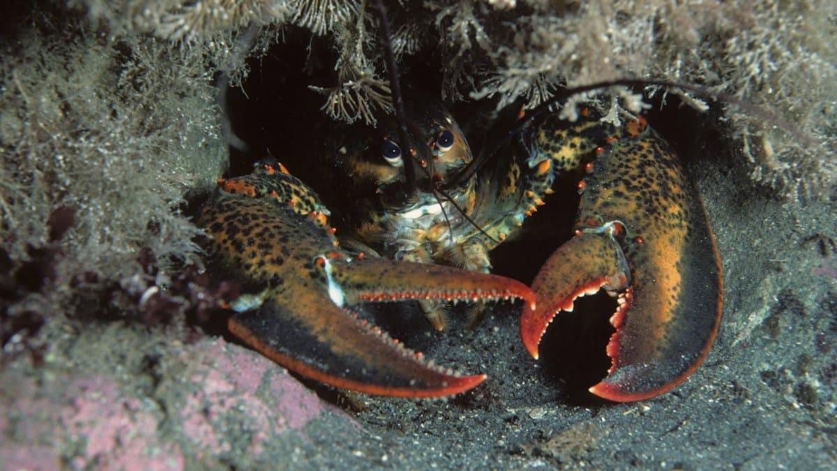 A live American lobster with raised claws sheltering under a rocky ledge on the seabed