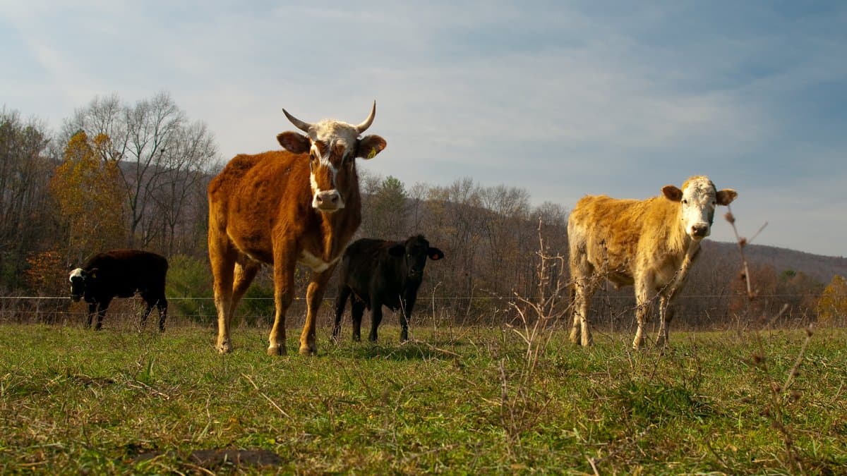 Three beef cattle standing on green pasture in front of trees and a hillside under a pale blue sky