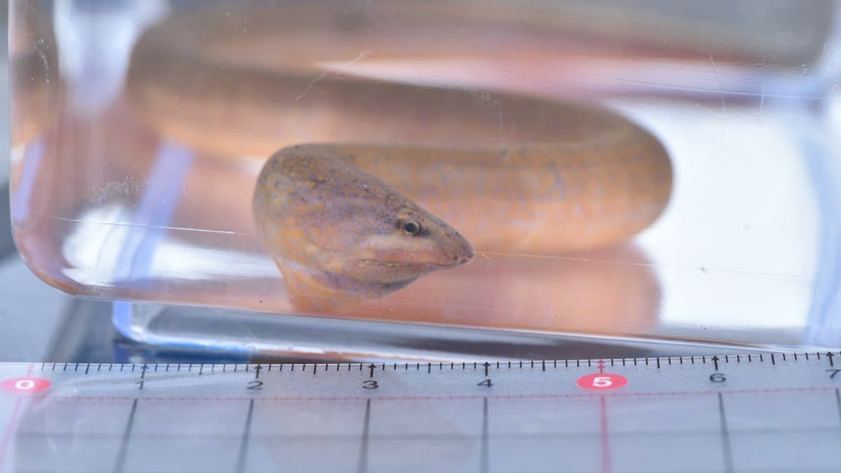 A ricefield eel, Monopterus albus, resting in a clear water-filled container above a centimetre ruler, showing its blunt snout, small eye and smooth scaleless brown body.